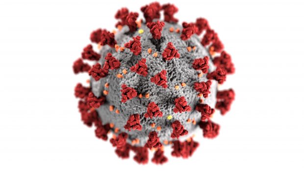Enlarged image of the coronavirus by CDC. The virus is the cause of COVID-19