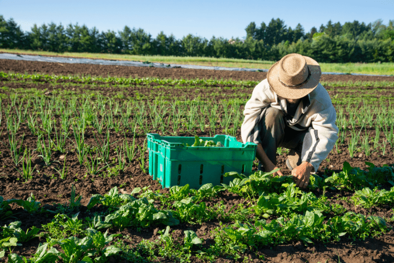 Farmer on an organic vegetable farm working on a spinach crop in a field. Read the FLVCS 2023 Farm Bill Position paper.