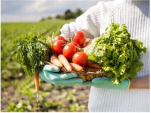 Basket of handpicked vegetables