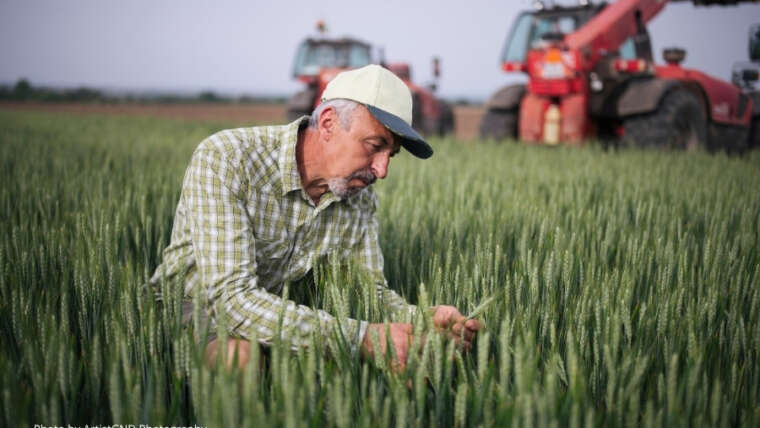 A farmer in the field checking his crops.