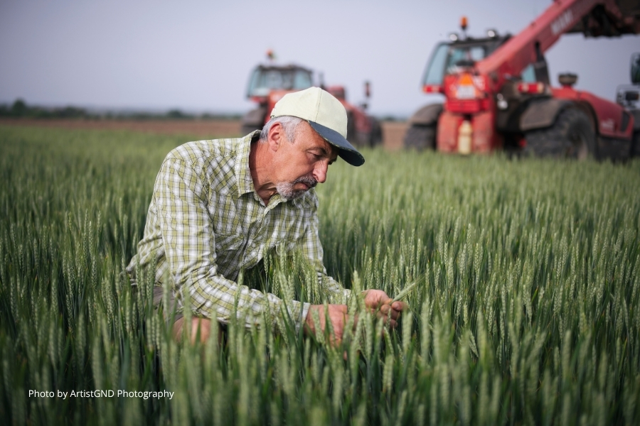 A farmer in the field checking his crops.